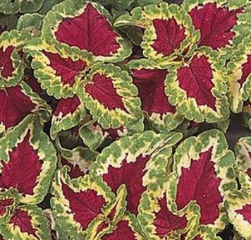 колеус  гибридный Coleus x hybrida